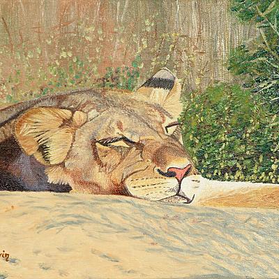 Lionne au repos